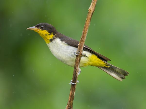 Geelstuittangare (Hemithraupis flavicollis)